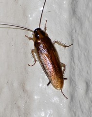 Ischnoptera bilunata