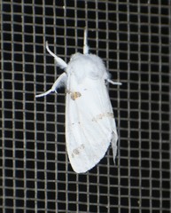 Euerythra trimaculata