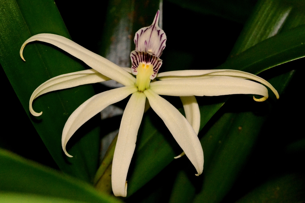 Prosthechea baculus from Berriozábal, Chiapas on June 7, 2015 by Daniel ...