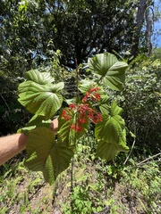 Clerodendrum paniculatum