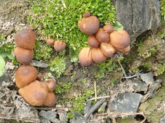 Coprinellus angulatus