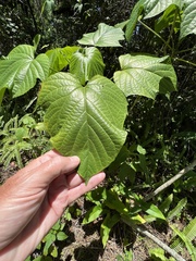 Clerodendrum paniculatum