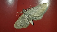 Eupithecia satyrata