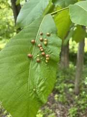 Phylloxera caryaeglobuli