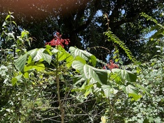 Clerodendrum paniculatum