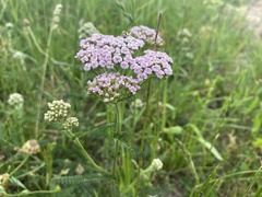 Achillea roseo-alba
