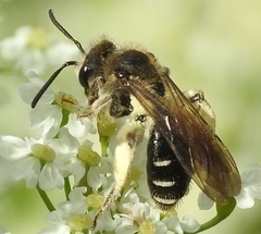 Andrena proxima