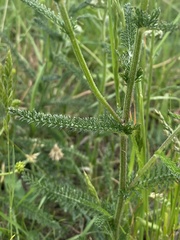 Achillea roseo-alba