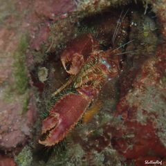 Enoplometopus occidentalis