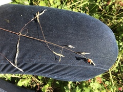 Festuca californica