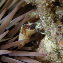 Calcinus guamensis