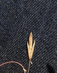 Festuca californica