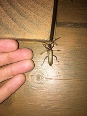 Centrodera decolorata