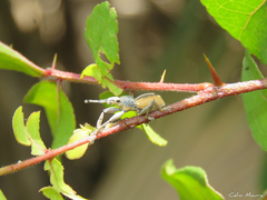 Naupactus glaucus