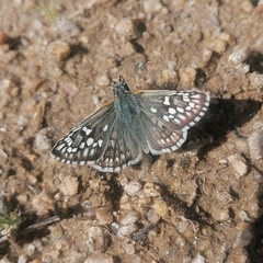 Pyrgus sidae