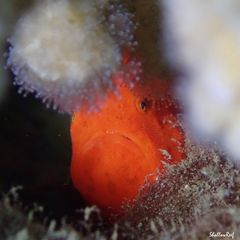 Antennatus tuberosus