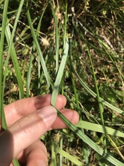 Festuca californica