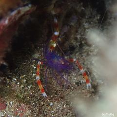 Stenopus tenuirostris