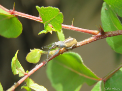 Naupactus glaucus