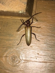 Centrodera decolorata