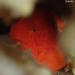 Antennatus tuberosus