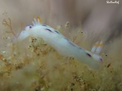 Hypselodoris bertschi