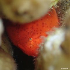 Antennatus tuberosus