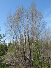 Betula neoalaskana