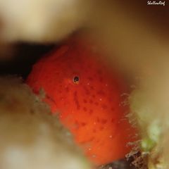 Antennatus tuberosus