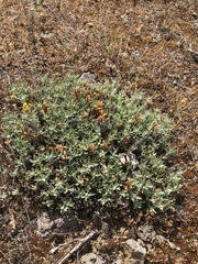 Aphyllon franciscanum