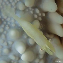 Zenopontonia soror