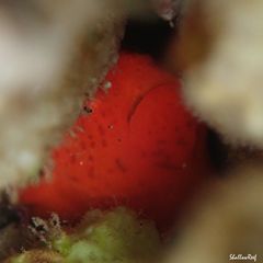 Antennatus tuberosus