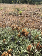 Aphyllon franciscanum