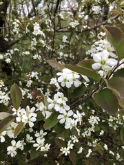 Amelanchier bartramiana