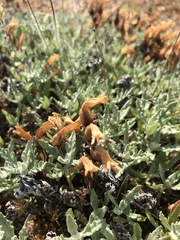 Aphyllon franciscanum