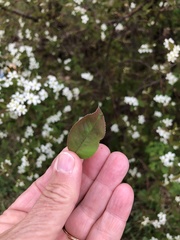 Amelanchier bartramiana
