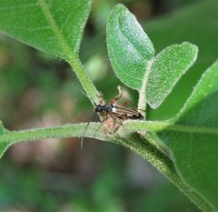 Analeptura