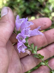 Physostegia purpurea