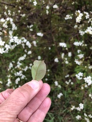 Amelanchier bartramiana
