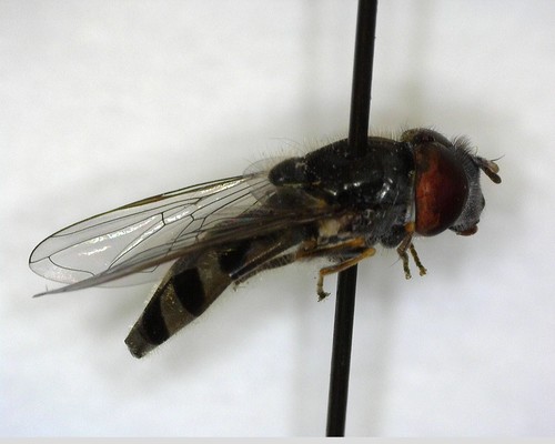 iNaturalist observation photo of Greater Punctate Sedgesitter