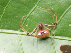 Gelanor zonatus