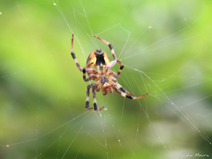 Araneus venatrix