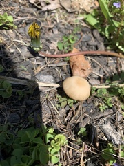 Psilocybe ovoideocystidiata
