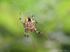 Araneus venatrix
