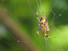 Araneus venatrix