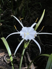 Hymenocallis palmeri
