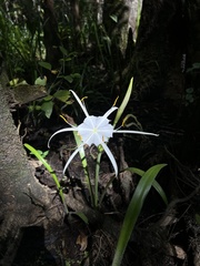 Hymenocallis palmeri
