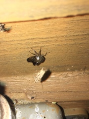 Telamona decorata