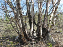 Betula neoalaskana
