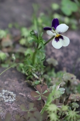 Viola cornuta